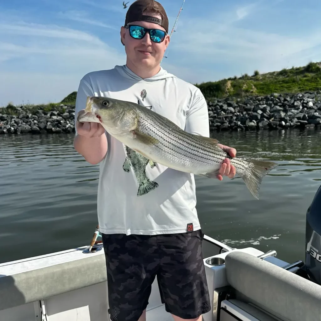 upper chesapeake bay rockfish